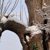 Doves Winter 2011 (4)